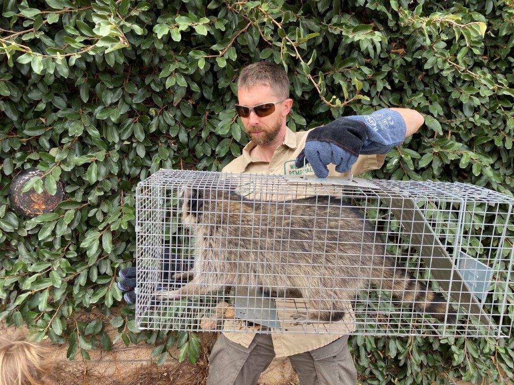 Kansas City raccoon trapping